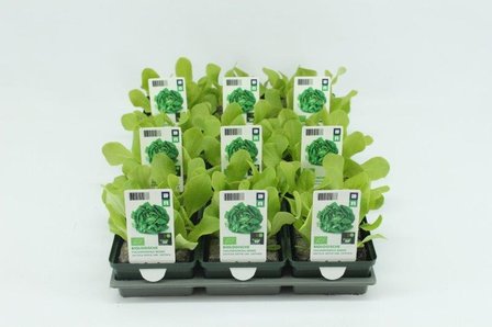 Sla, Vollegrondsla Groen (6-pack) BIO