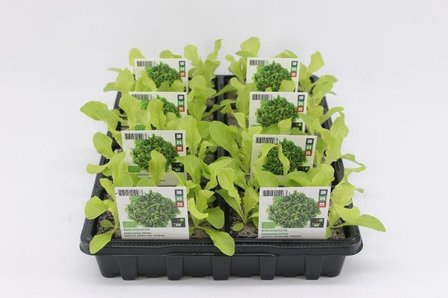 Sla, Eikebladsla Groen (6-pack) BIO