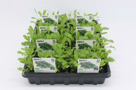 Rucola (6-pack) BIO