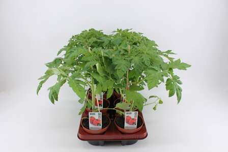 Tomaat, San Marzano (12 cm) BIO