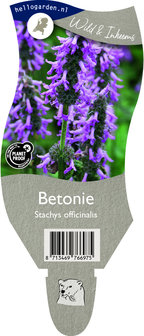 Stachys officinalis