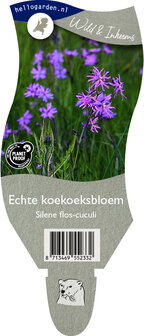 Silene flos-cuculi