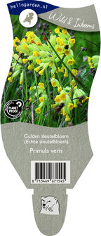 Primula veris