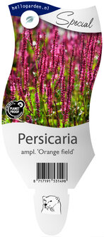 Persicaria amplexicaulis &#039;Orange Field&#039;