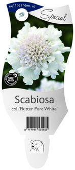 Scabiosa columbaria &#039;Flutter Pure White&#039;