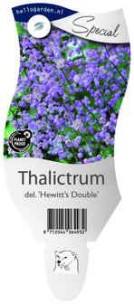 Thalictrum delavayi &#039;Hewitt&#039;s Double&#039;