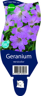 Geranium versicolor