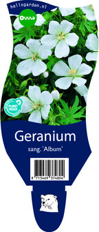 Geranium sanguineum &#039;Album&#039;