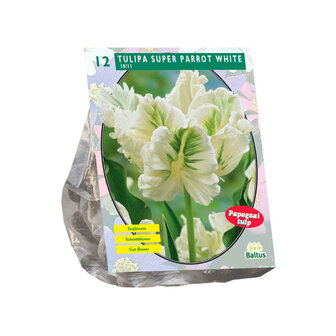 Tulipa White Parrot, Parkiet