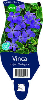 Vinca major &#039;Variegata&#039;