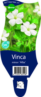 Vinca minor &#039;Alba&#039;