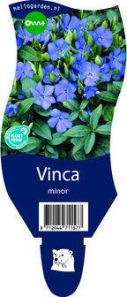 Vinca minor