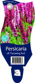 Persicaria affinis &#039;Darjeeling Red&#039;