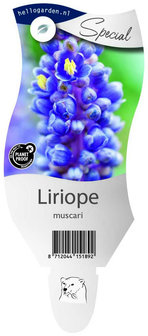 Liriope muscari