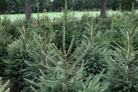 Picea abies (pot) - fijnspar of gewone spar