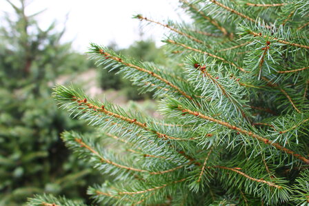 Picea omorika (pot) - servische spar