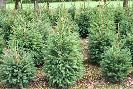 Picea omorika (pot) - servische spar