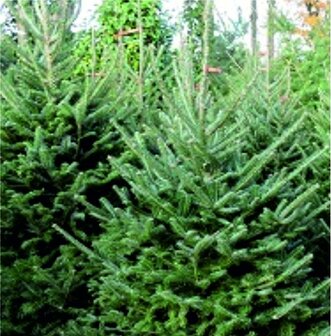 Abies fraseri (pot) - fraserspar