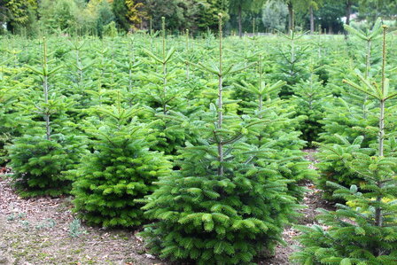 Abies nordmanniana (gezaagd) - nordmann spar