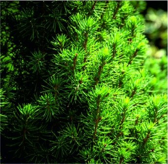 Picea  glauca conica (pot) - canadese spar