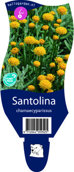 Santolina chamaecyparissus