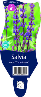 Salvia nemerosa &#039;Caradonna&#039;