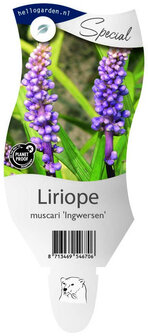 Liriope muscari &#039;Ingwersen&#039;