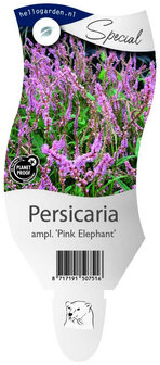 Persicaria amplexicaulis &#039;Pink Elephant&#039;