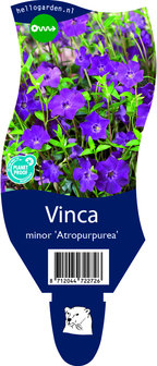 Vinca minor &#039;Atropurpurea&#039;