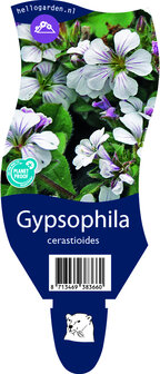 Gypsophila cerastioides