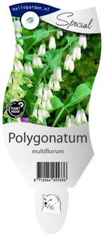 Polygonatum multiflorum