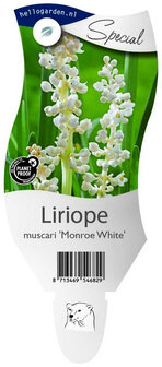 Liriope muscari &#039;Monroe White&#039;