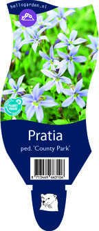 Pratia pedunculata &#039;County Park&#039;