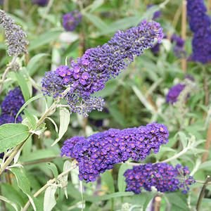 Buddleja -nachtblauw (VP)