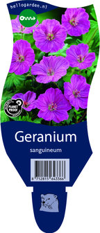 Geranium sanguineum