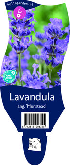 Lavandula angustifolia &#039;Munstead&#039;