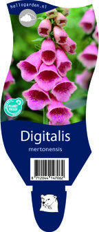 Digitalis mertonensis