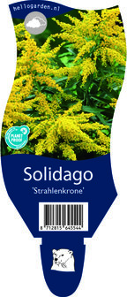 Solidago &#039;Strahlenkrone&#039;