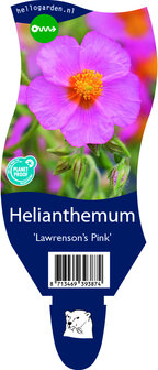 Helianthemum hybride &#039;Lawrenson&#039;s Pink&#039;