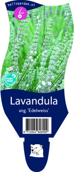 Lavandula angustifolia &#039;Edelweiss&#039;