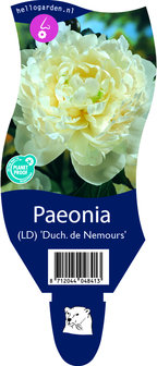 Paeonia (LD) &#039;Duchesse de Nemours&#039;