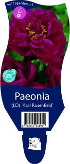 Paeonia (LD) &#039;Karl Rosenfield&#039;