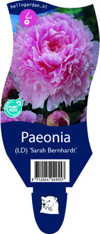 Paeonia (LD) &#039;Sarah Bernhardt&#039;