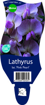 Lathyrus latifolius &#039;Pink Pearl&#039;