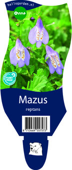 Mazus reptans