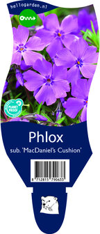 Phlox (S) Sabulata &#039;MacDaniel&#039;s Cushion&#039;