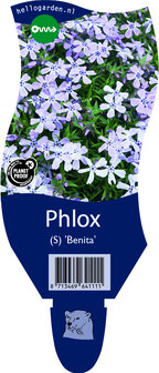 Phlox (S) Sabulata &#039;Benita&#039;