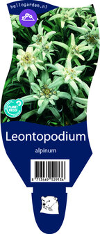 Leontopodium alpinum