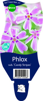 Phlox (S) Sabulata &#039;Candy Stripes&#039;