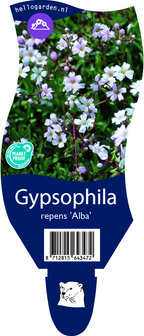 Gypsophila repens &#039;Alba&#039;